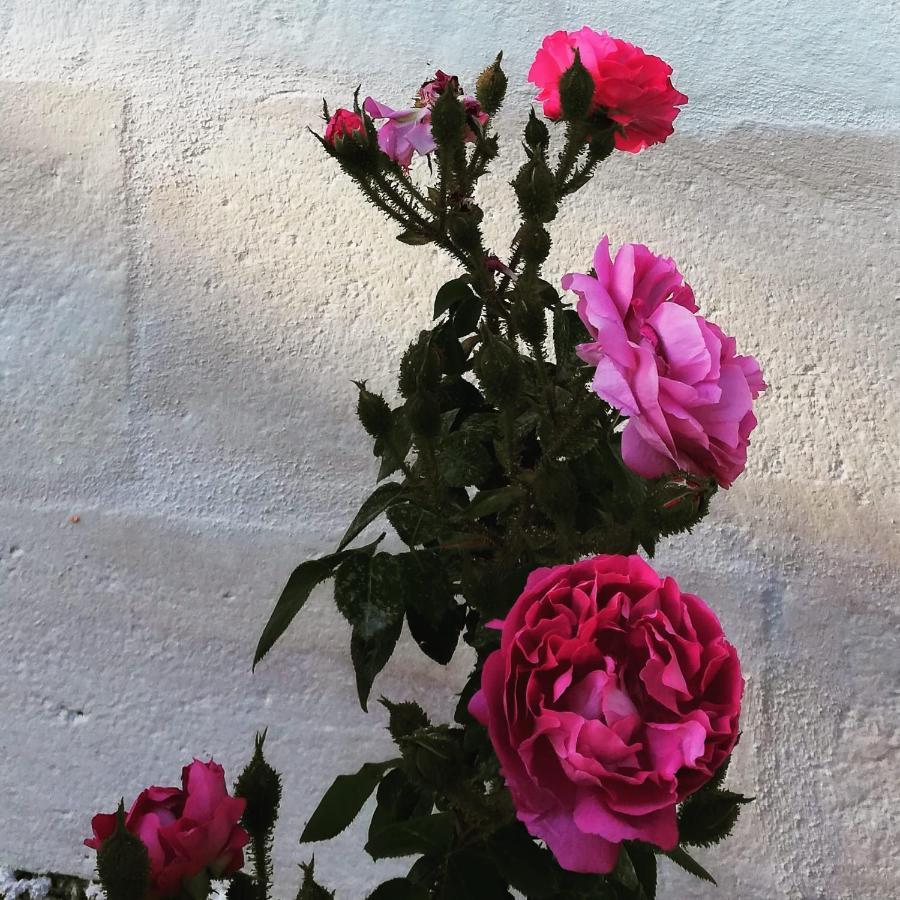 B&B Giovannarolla Green House Ostuni Dış mekan fotoğraf