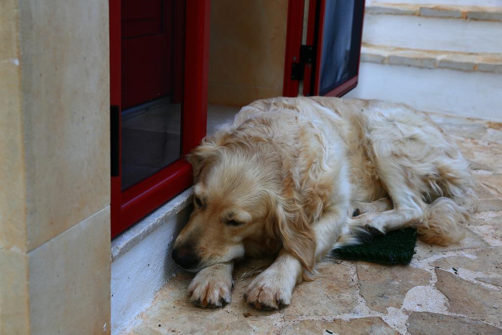 B&B Giovannarolla Green House Ostuni Dış mekan fotoğraf
